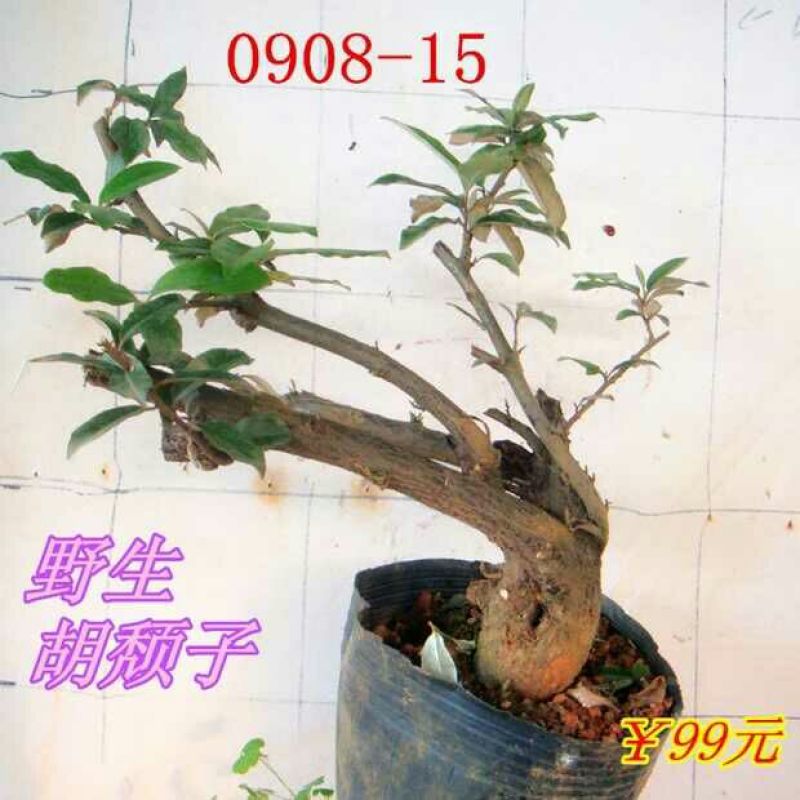 牛奶果3两以下一级果