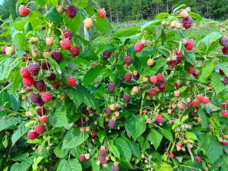 树莓苗红树莓黑树莓双季树莓品种全免费提供种植技术