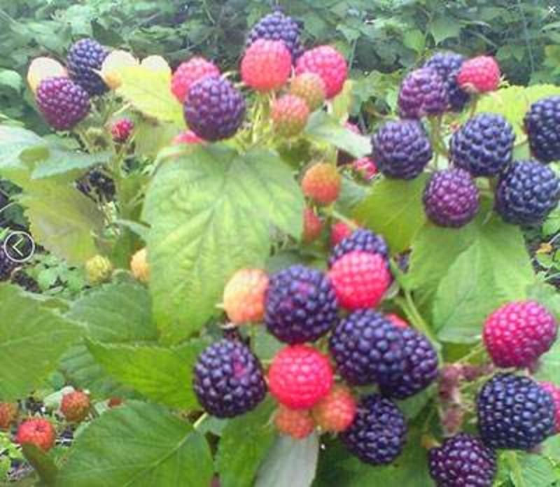 树莓苗红树莓黑树莓双季树莓品种全免费提供种植技术