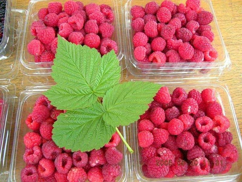 树莓苗红树莓黑树莓双季树莓品种全免费提供种植技术