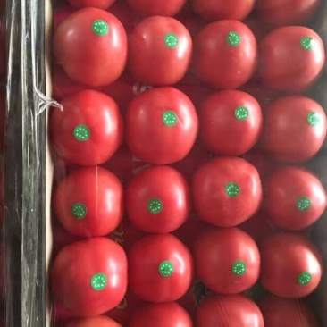 硬粉西红柿弧三以上硬粉