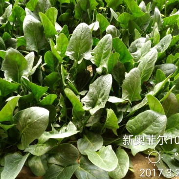 菠菜20~25厘米