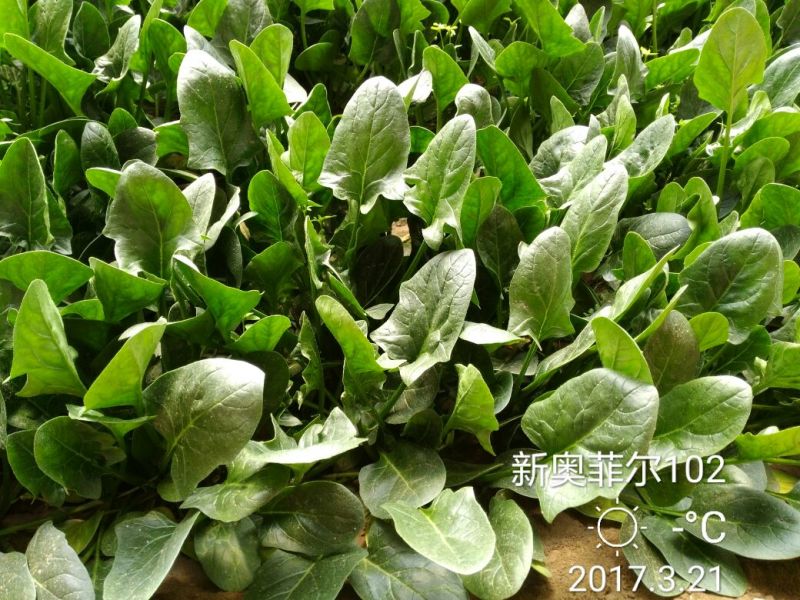 菠菜20~25厘米