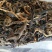 普洱茶
