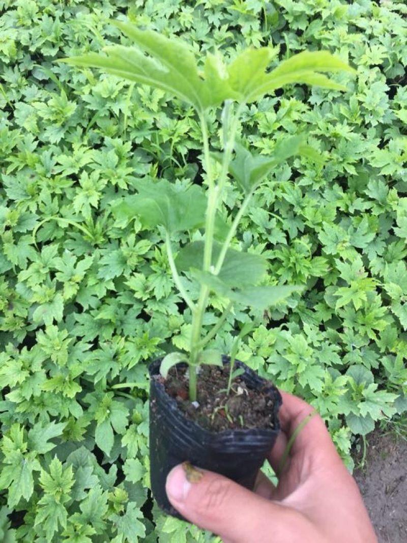 蓝山苦瓜苗长白苦瓜苗