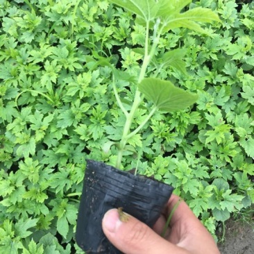 蓝山苦瓜苗长白苦瓜苗