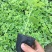 蓝山苦瓜苗长白苦瓜苗
