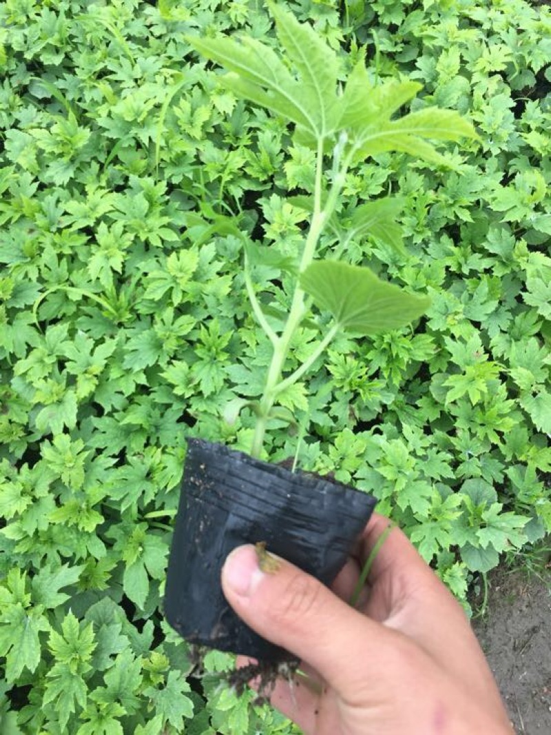 蓝山苦瓜苗长白苦瓜苗