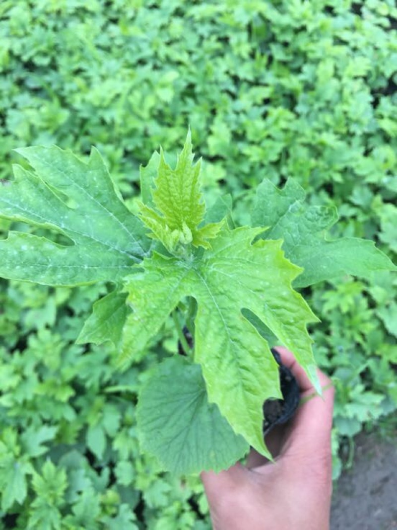 蓝山苦瓜苗长白苦瓜苗
