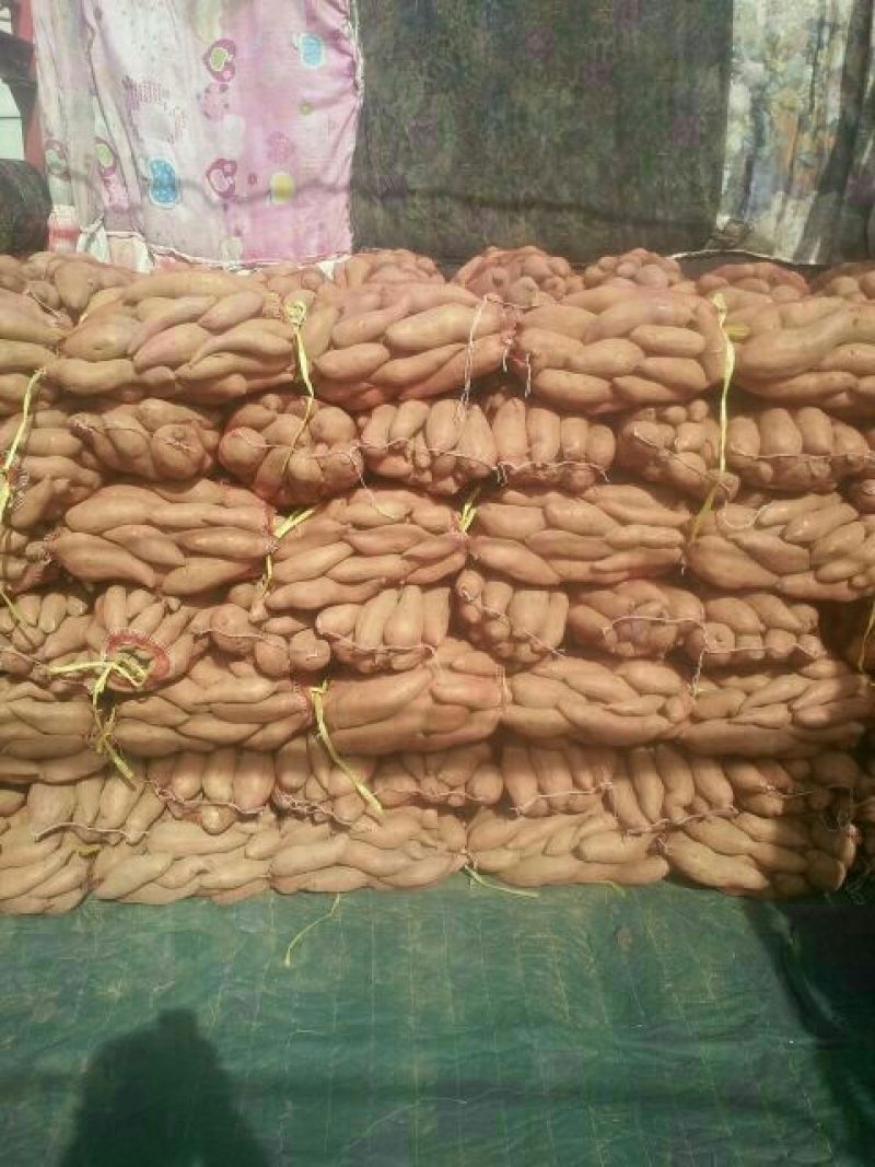 龙薯9号2两以上,商品薯红心,颜色好.各种规格齐全