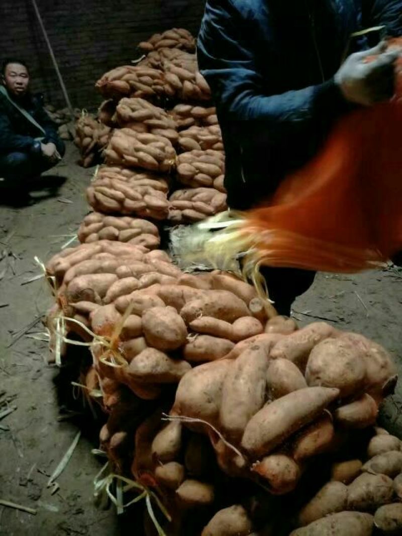 龙薯9号2两以上,商品薯红心,颜色好.各种规格齐全