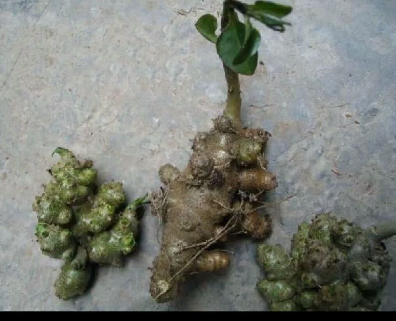 藤三七