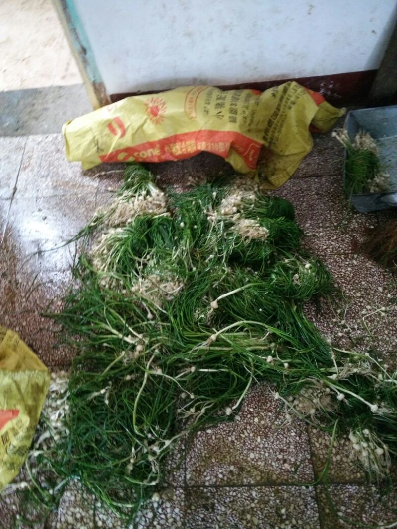 野生小根蒜，胡葱，野姣