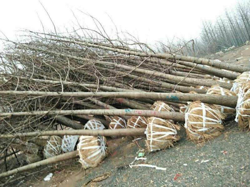 银杏实生树1~2米16~18cm2.5~3米