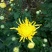 菊花苗
