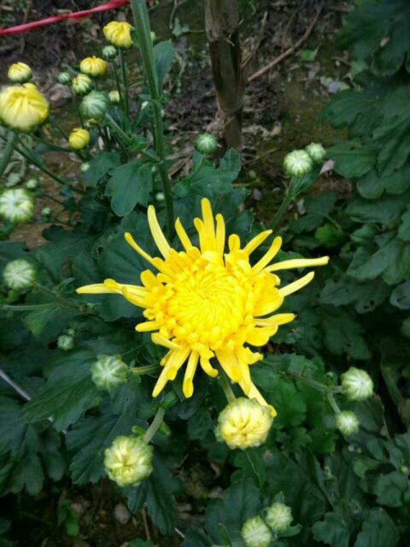 菊花苗
