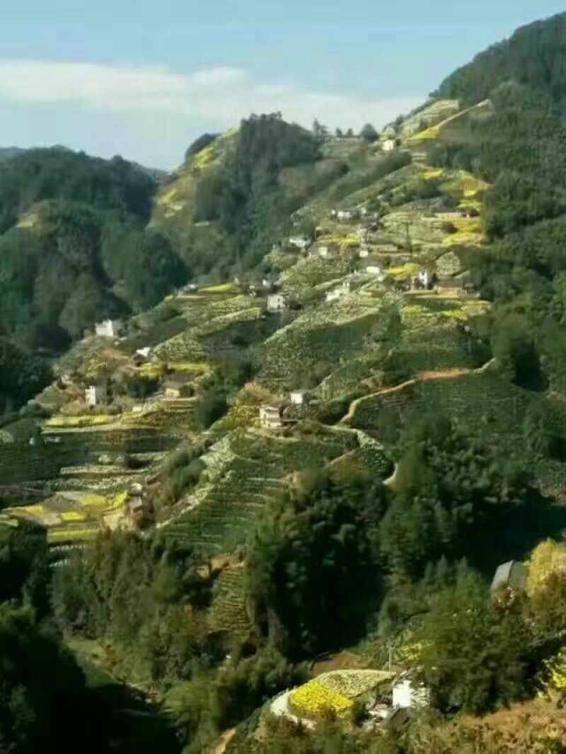 菊花苗