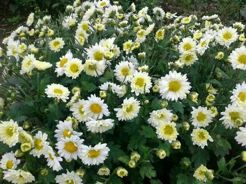 菊花苗