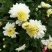 菊花苗