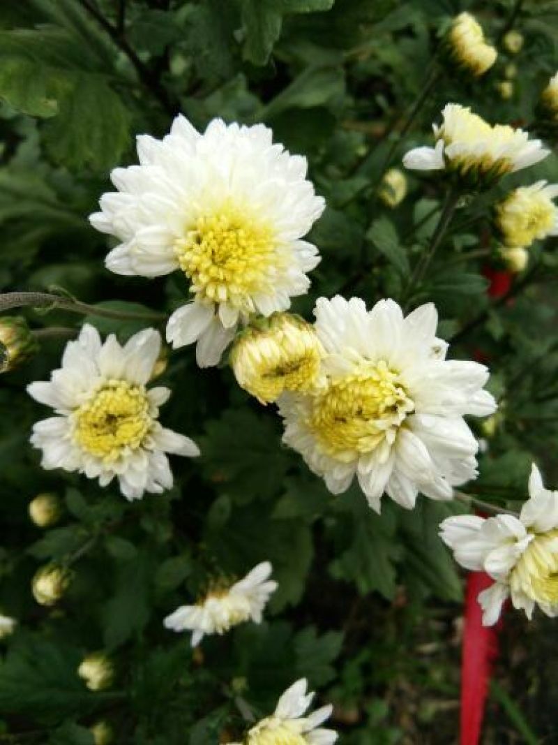 菊花苗