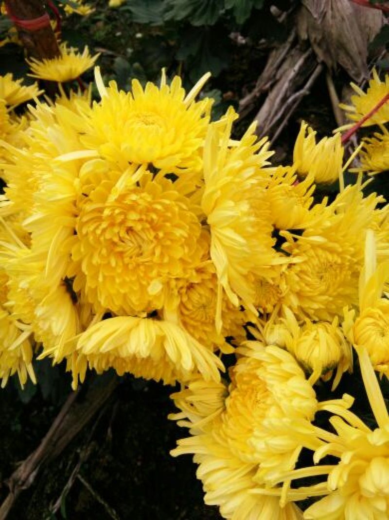 菊花苗