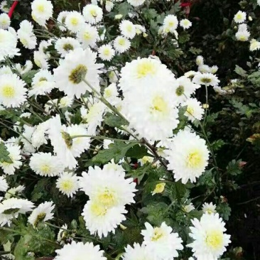 菊花苗