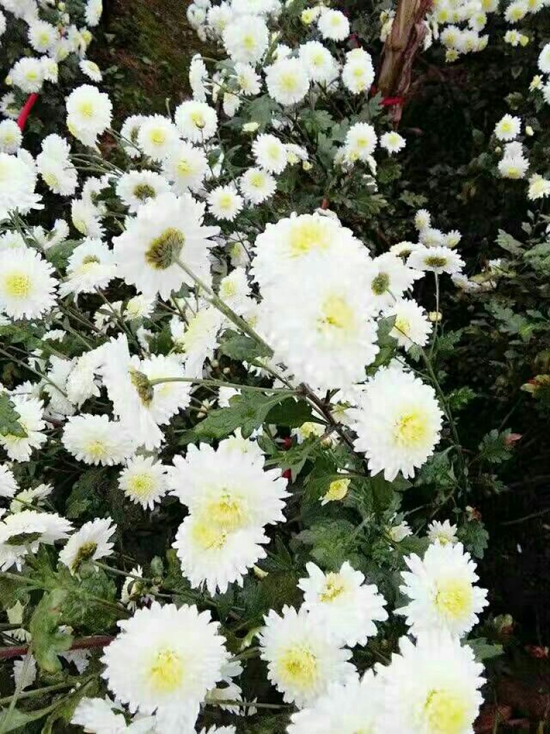 菊花苗