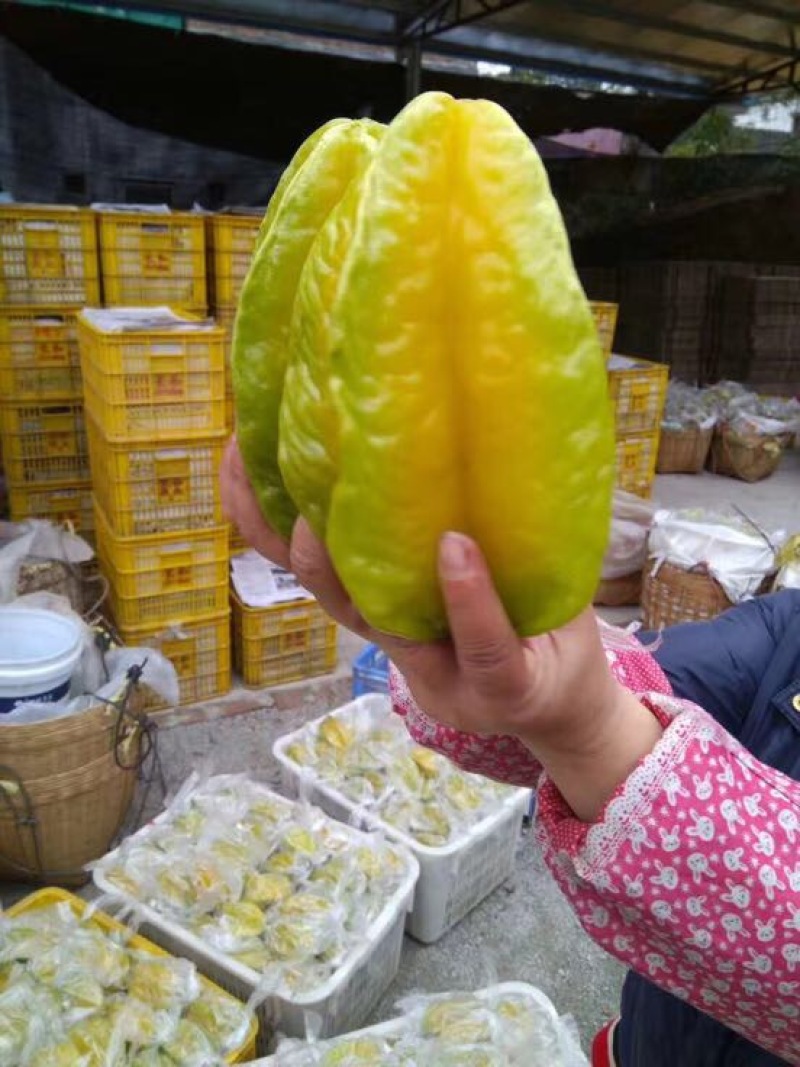 小果甜杨桃