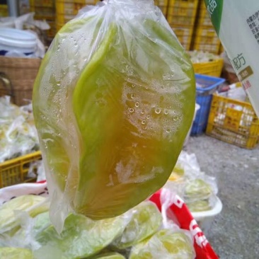 小果甜杨桃