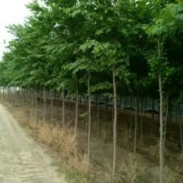 榆树10~12cm6~8cm2.5~3m