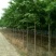 榆树10~12cm6~8cm2.5~3m