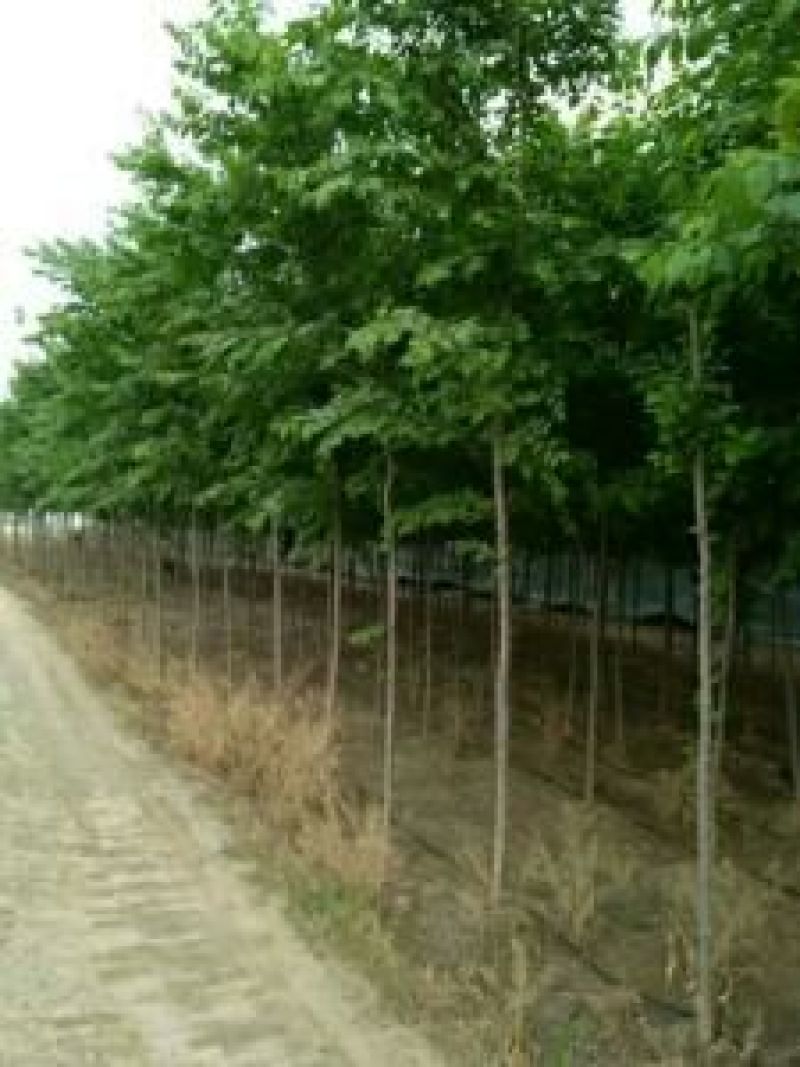 榆树10~12cm6~8cm2.5~3m