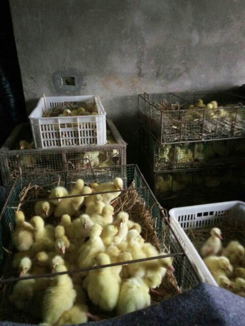 皖西白鹅苗250g以上