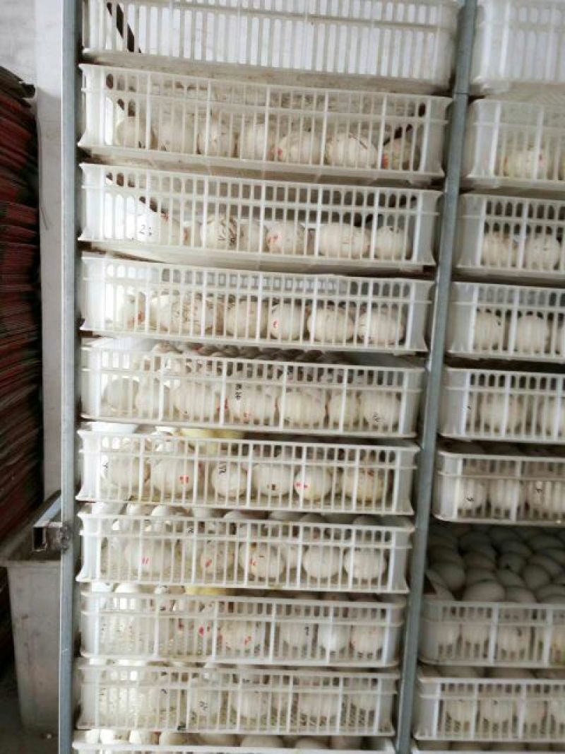 皖西白鹅苗250g以上