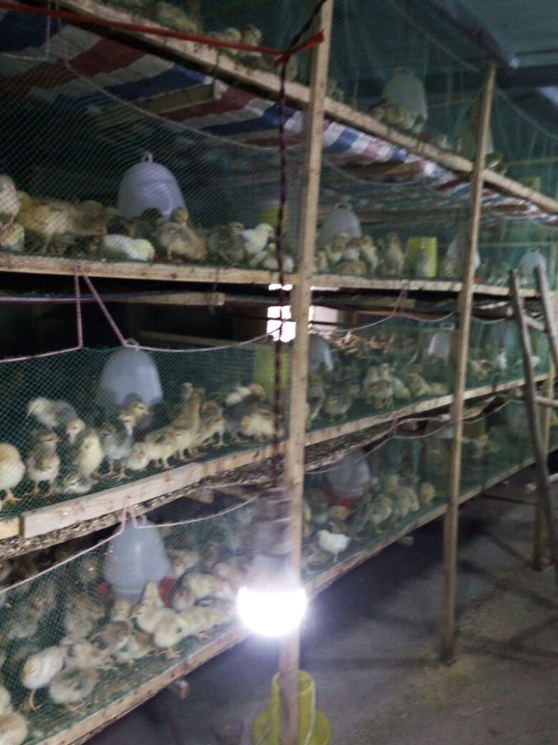 皖西白鹅苗250g以上
