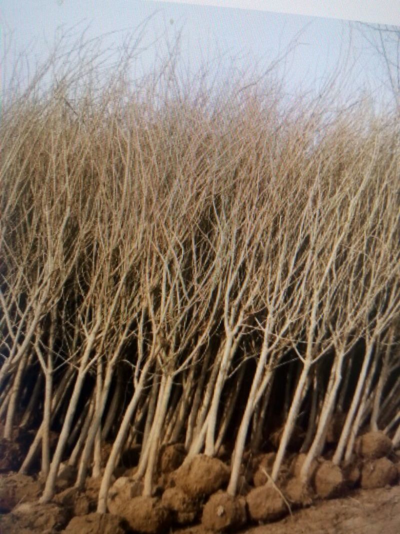 月季石榴苗嫁接苗70~80cm