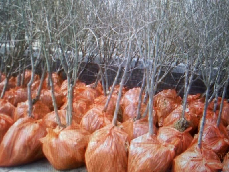 月季石榴苗嫁接苗70~80cm