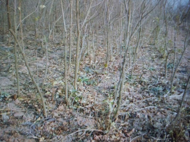 月季石榴苗嫁接苗70~80cm