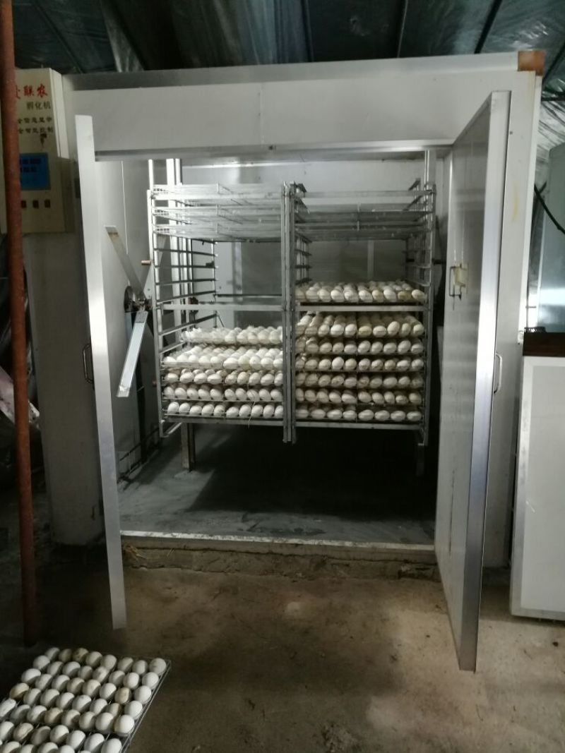 皖西白鹅鹅苗250g以下
