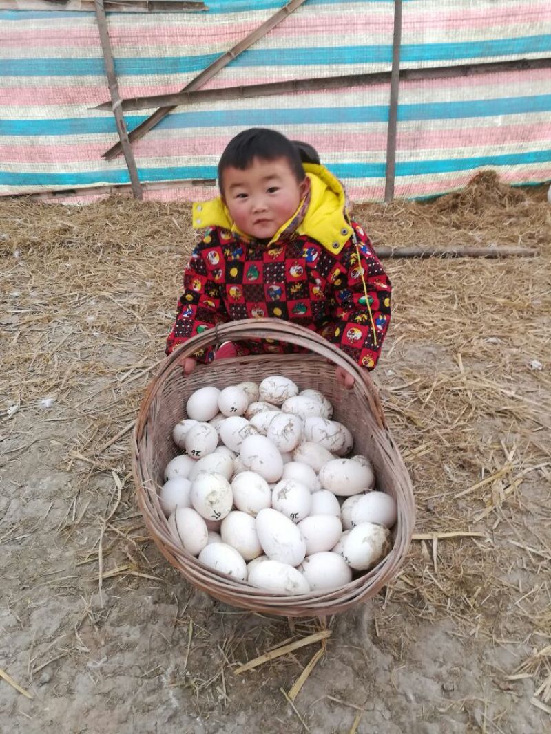 皖西白鹅鹅苗250g以下