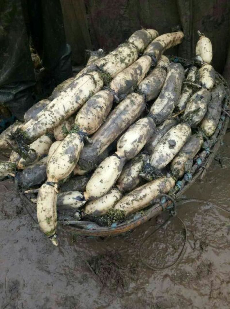 洪湖优质纯种莲藕苗，3735种6号莲藕苗，品种齐全，量大从优