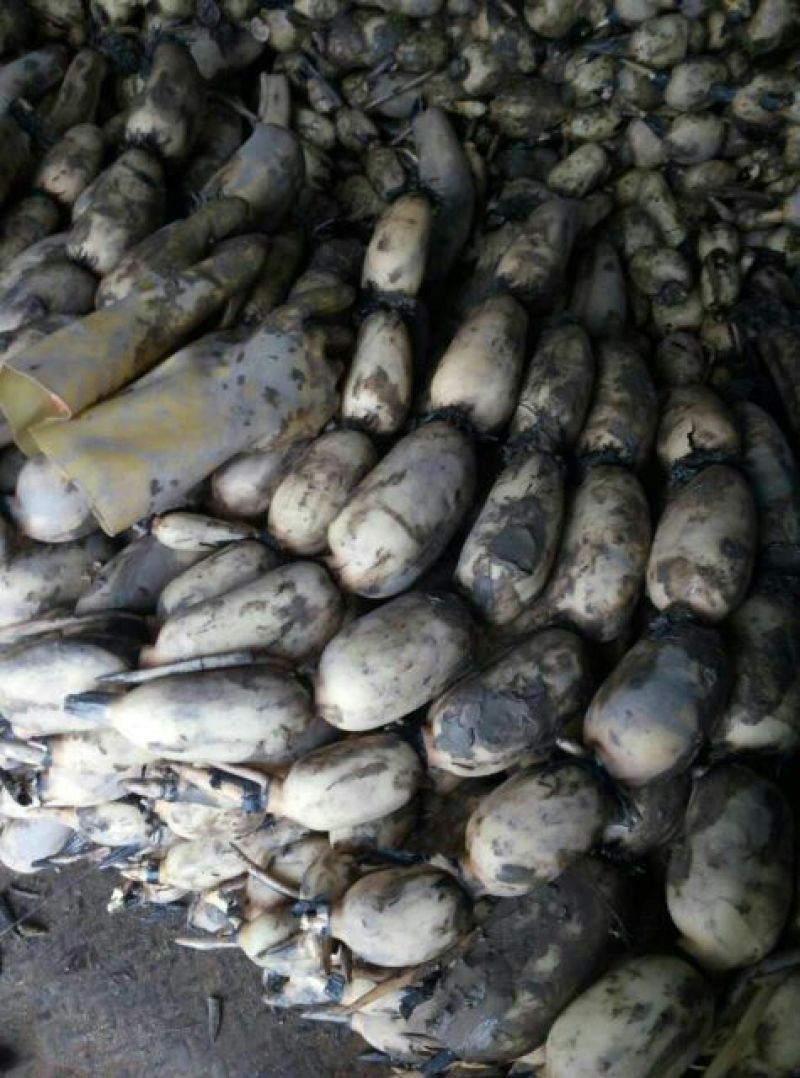 洪湖优质纯种莲藕苗，3735种6号莲藕苗，品种齐全，量大从优
