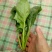 菠菜20~25厘米