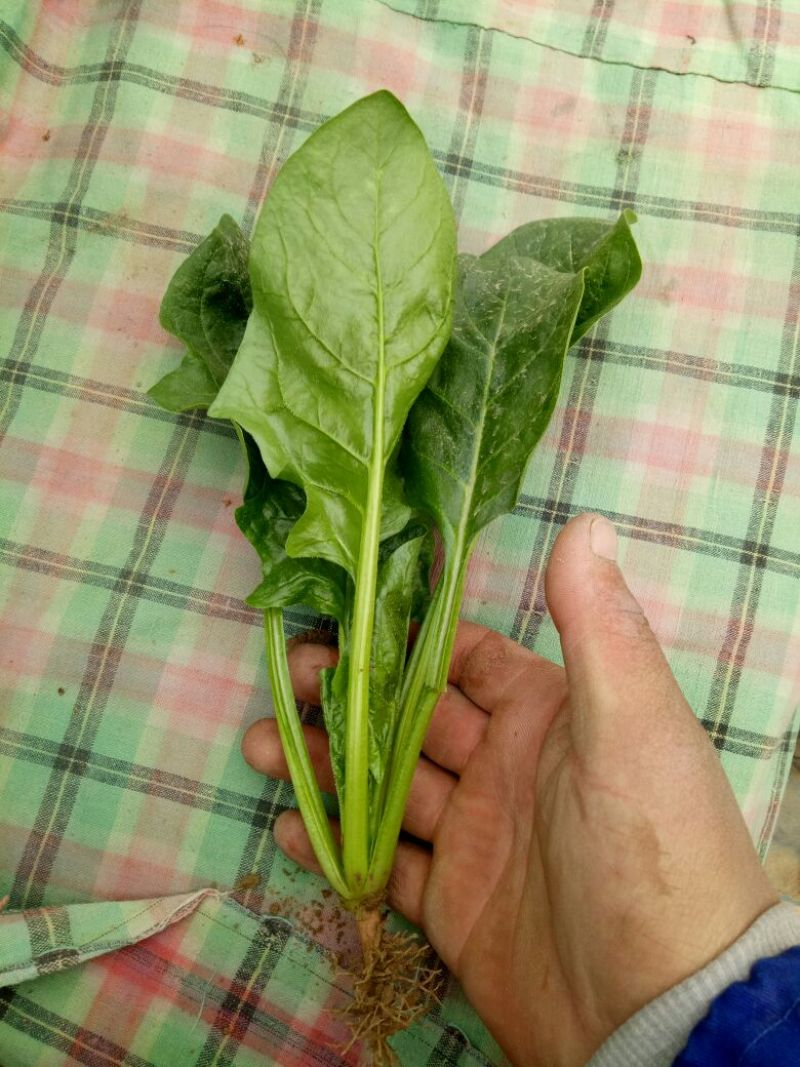 菠菜20~25厘米