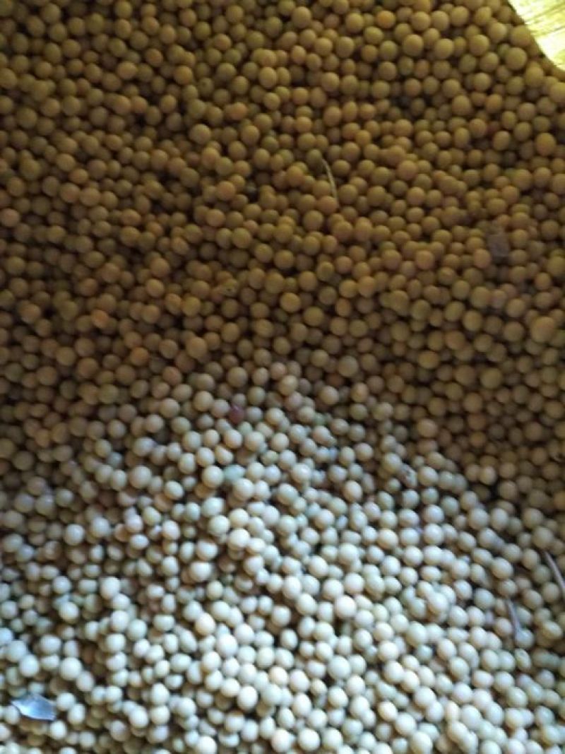芽豆油料