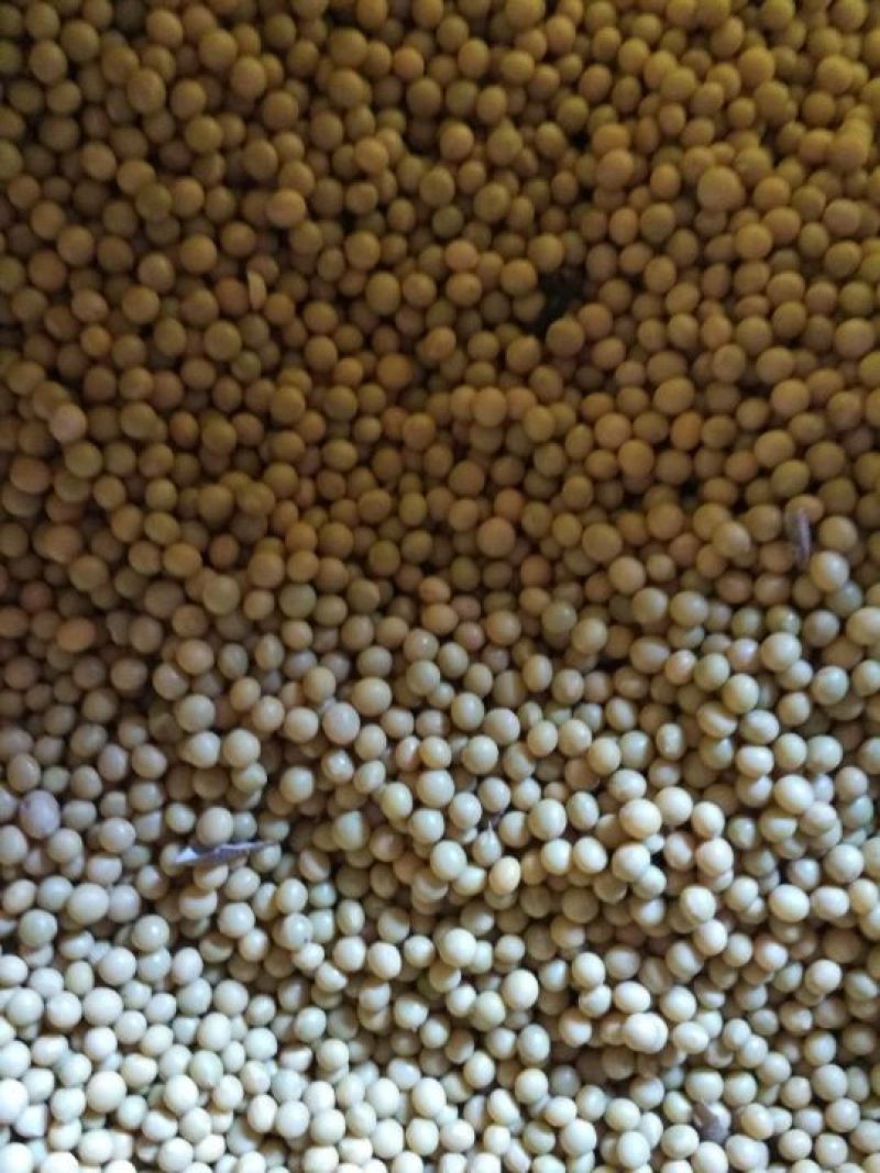 芽豆油料