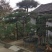 造型松12公分