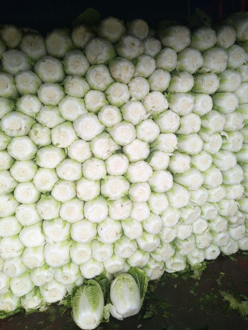 大白菜产地直销，春季黄心白菜，4至6斤无虫害斑斑点点