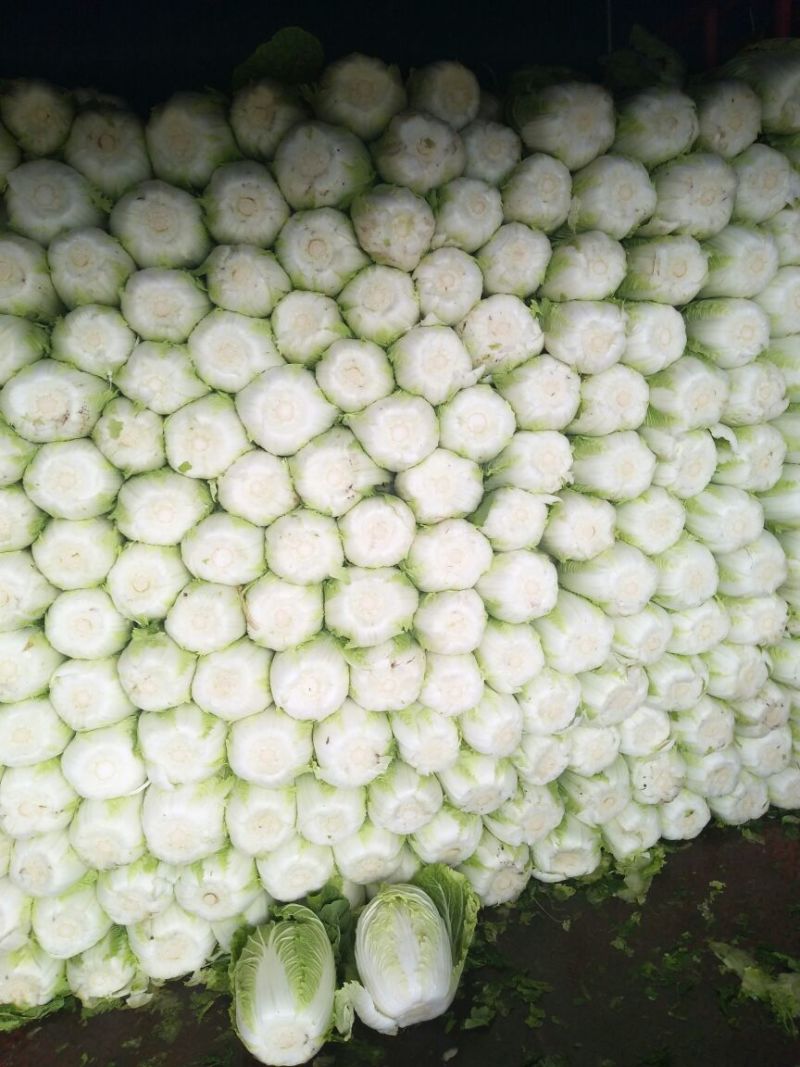 大白菜产地直销，春季黄心白菜，4至6斤无虫害斑斑点点