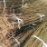 黄桃树苗，83黄桃苗、基地直销免费技术指导